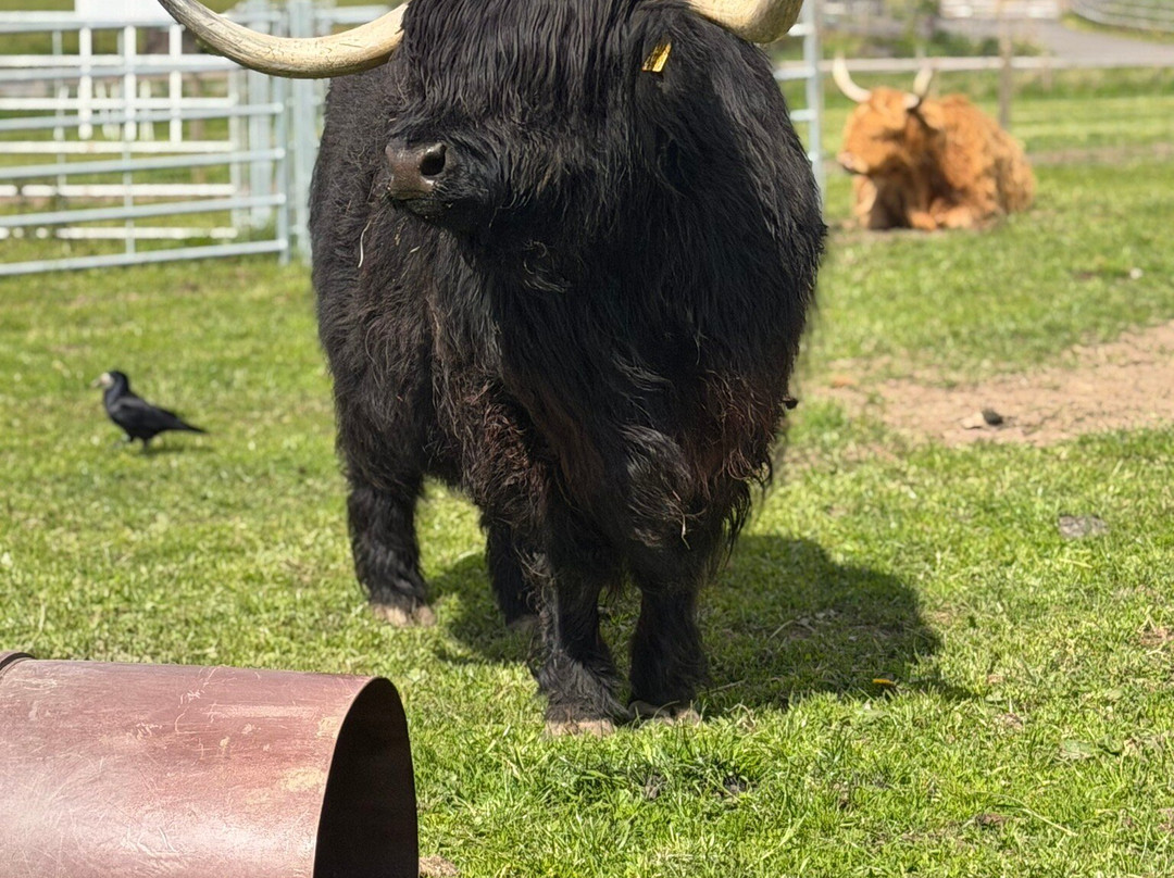 Robertson's - The Larder & Highland Cows - Beauly-Beauly必去景点