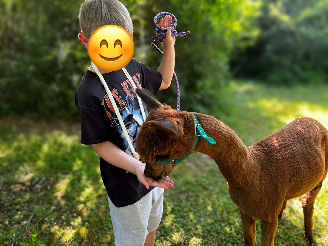 Nana Mac Alpaca Farm-Limalonges必去景点