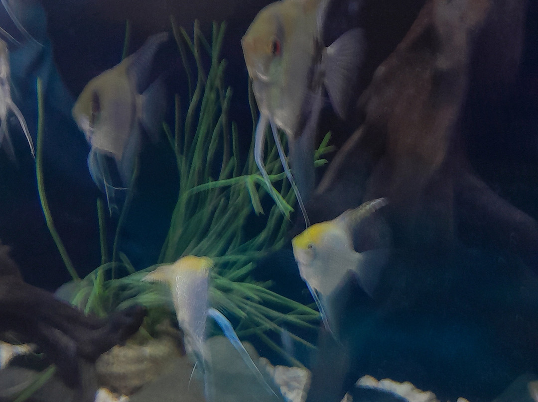 Acuario Michin Guadalajara-瓜达拉哈拉必去景点