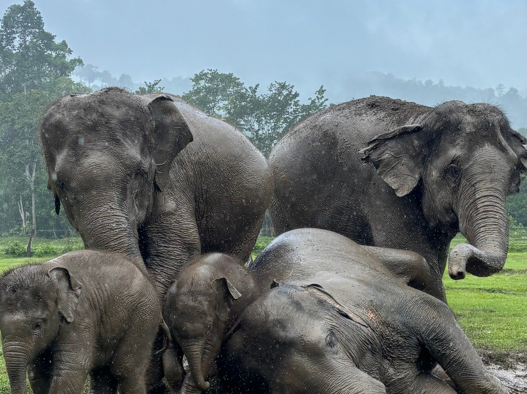 Karen Hilltribe Elephant Sanctuary-Mae Win必去景点