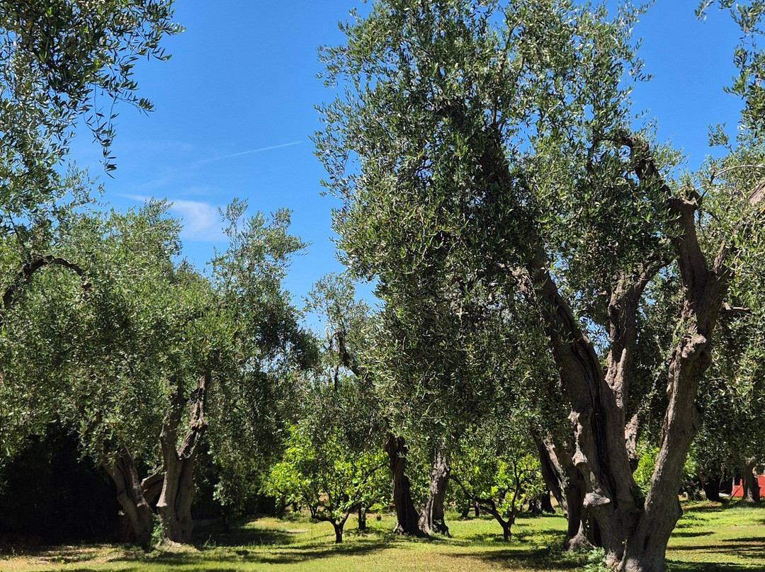 Villaggio Uliveto - Family Experience主图