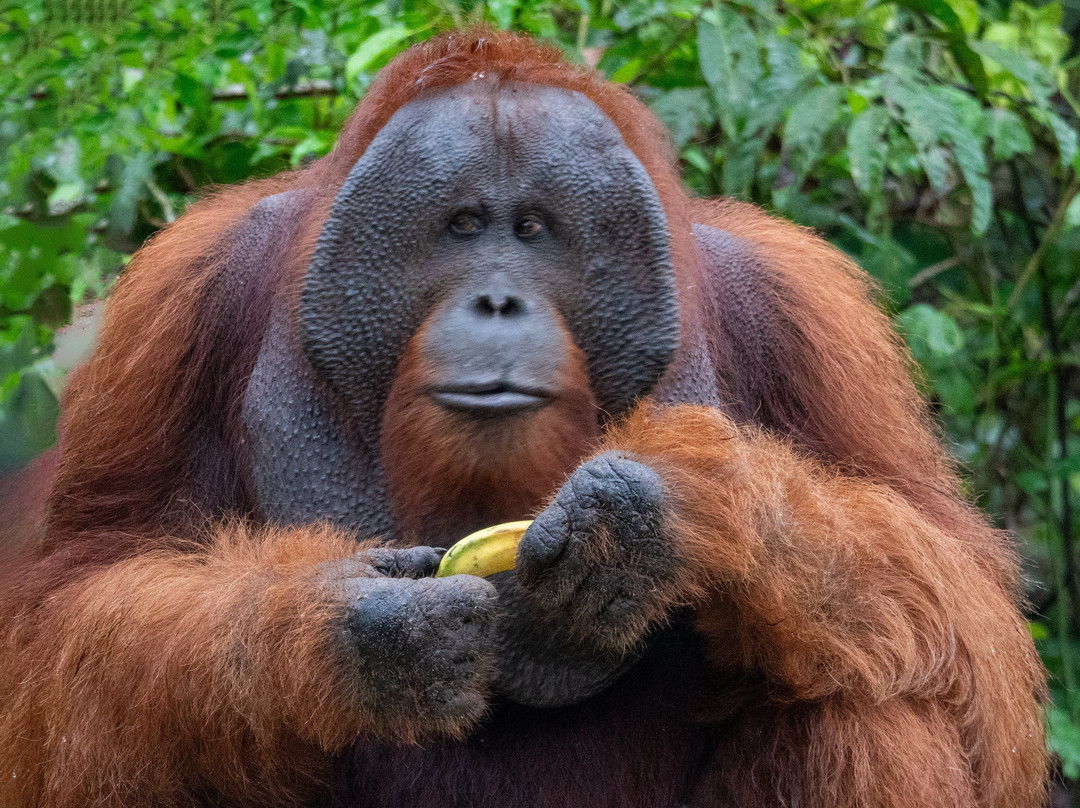 Orangutan tour - Varada Borneo-Pangkalan Bun必去景点