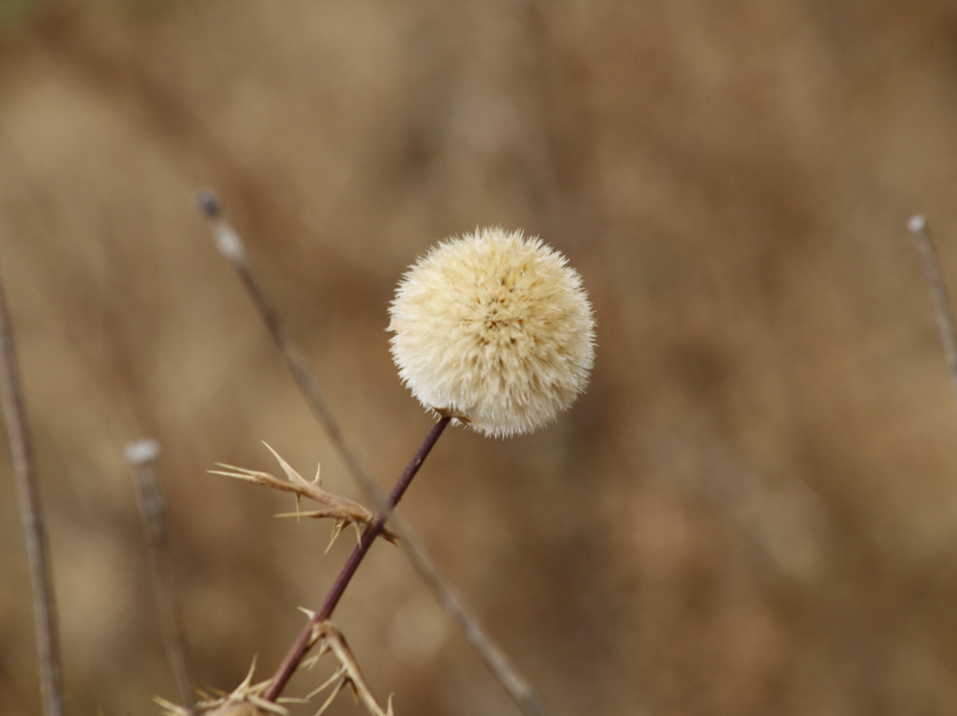Bale Mountains National Park-Goba必去景点
