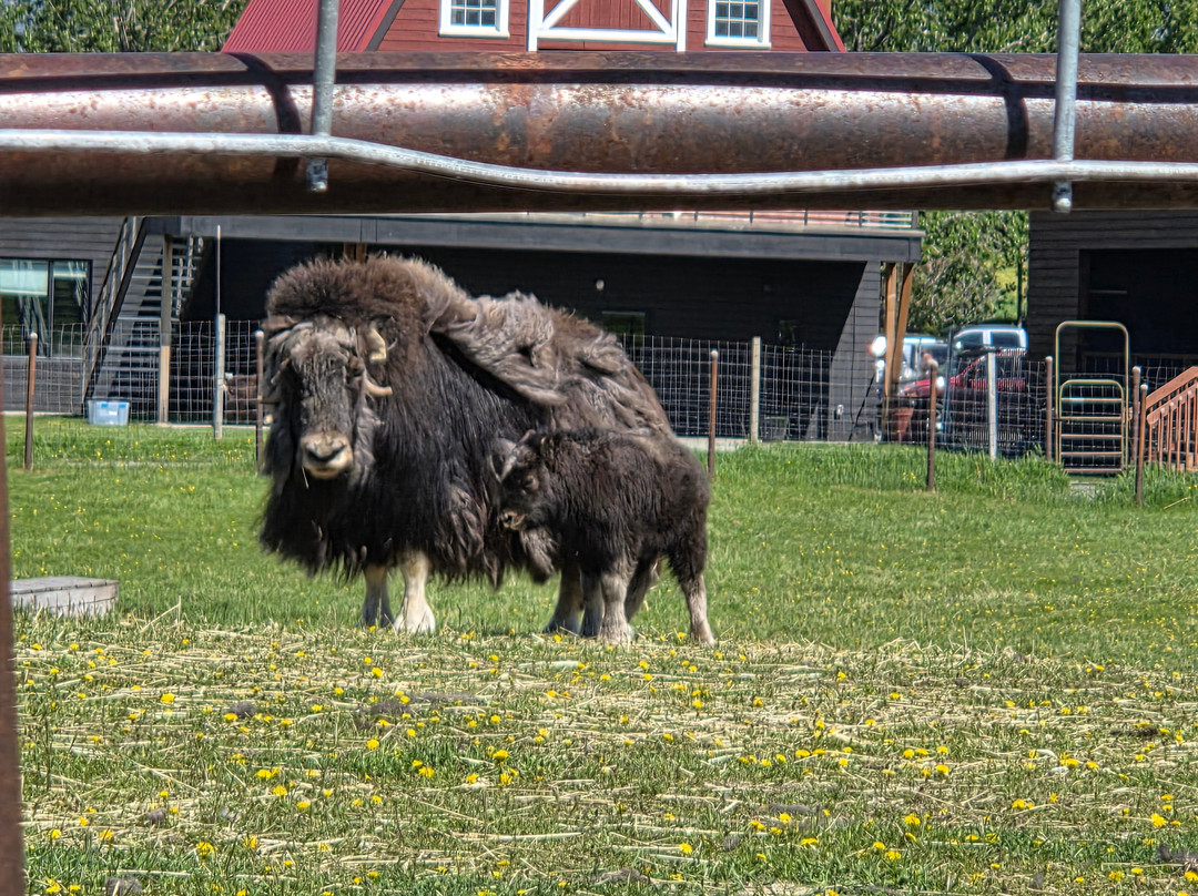Musk Ox Farm-帕尔默必去景点