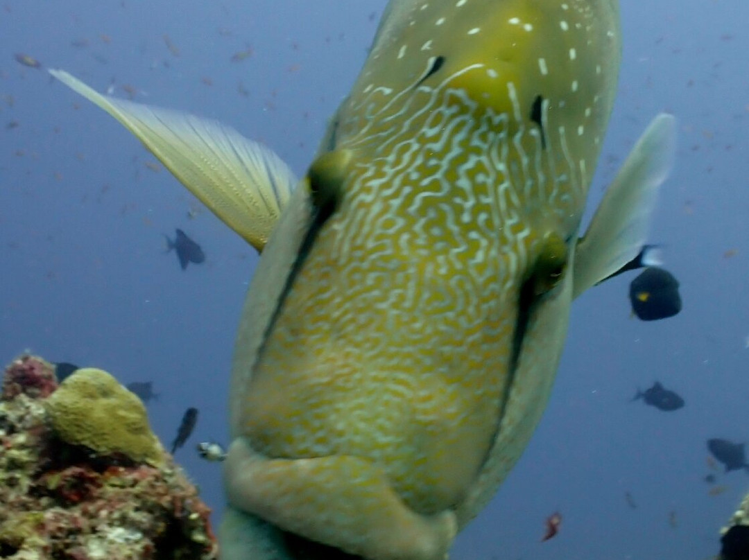 Acqua Adventures Rasdhoo-拉斯胡必去景点