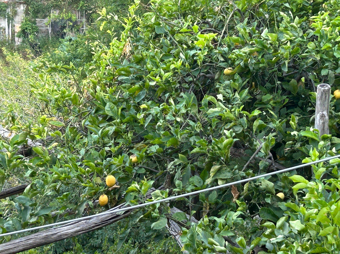 Sentiero dei Limoni-马奥莱必去景点