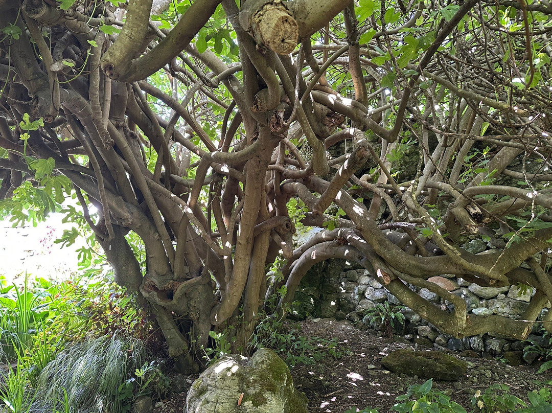 Ventnor Botanic Garden-文特诺必去景点