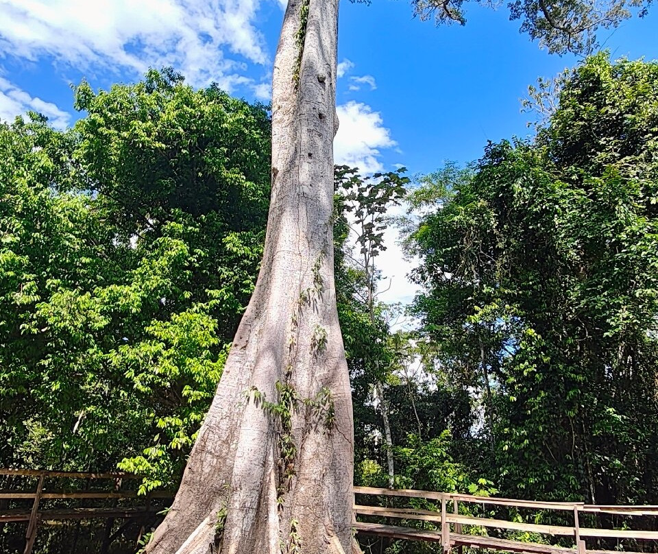 Amazon Explorers -  Manaus Day Tours-玛瑙斯必去景点