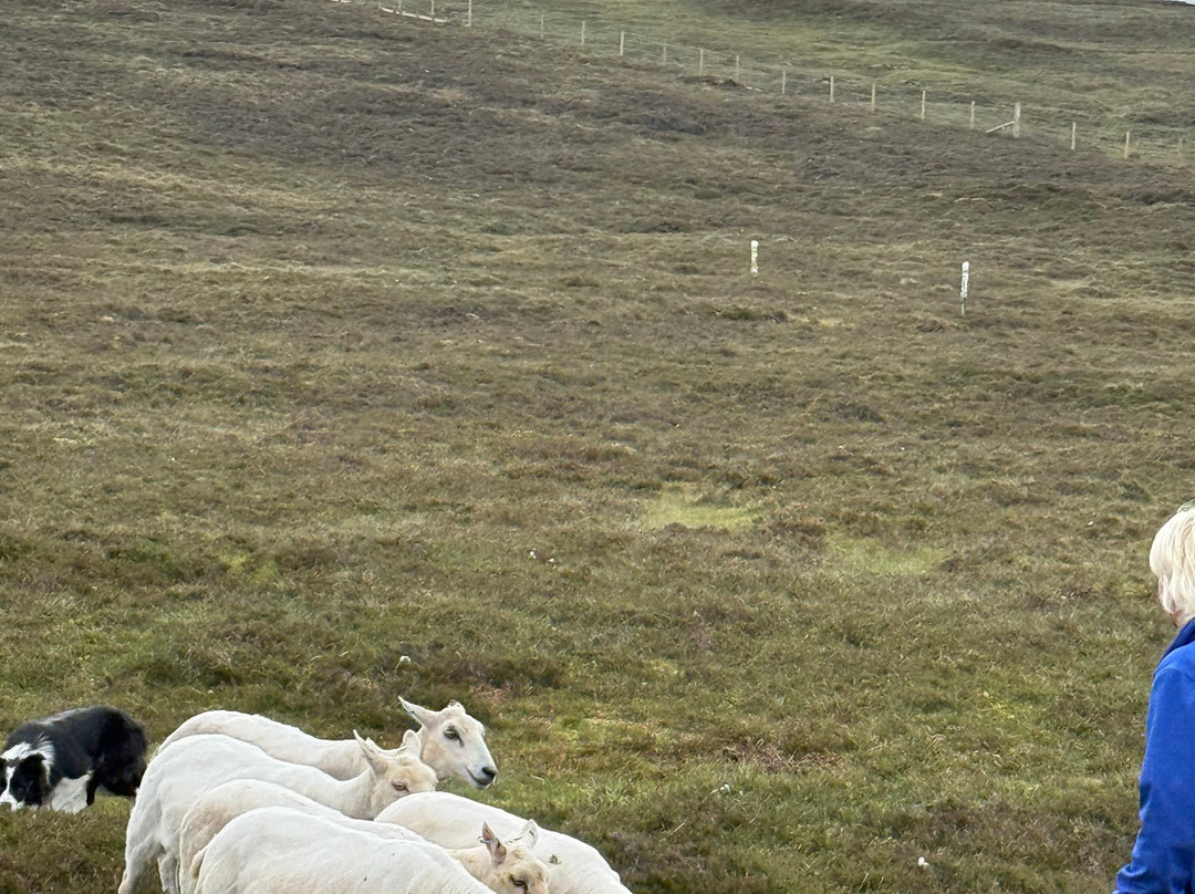 Shetland Rural Experience-Tingwall必去景点