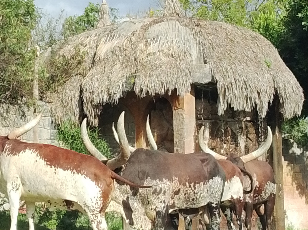 Africam Safari-普埃布拉必去景点