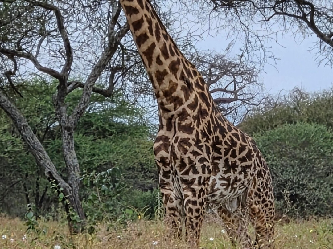 Tanzania Pure Nature and Travel-莫西必去景点