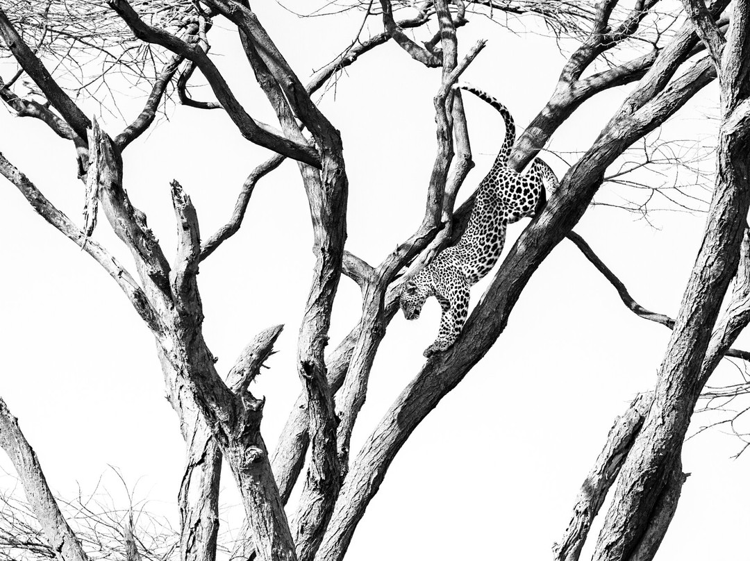 Aquila Safaris-奈瓦夏必去景点