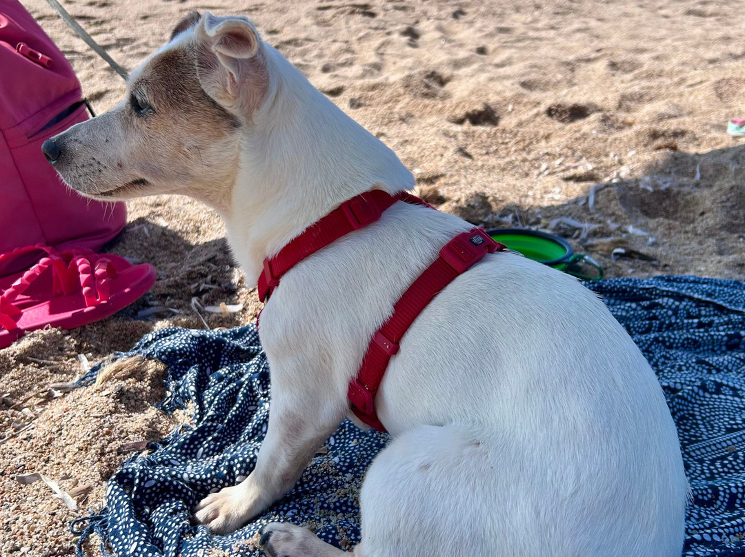 Dog Friendly Beach-Badesi必去景点