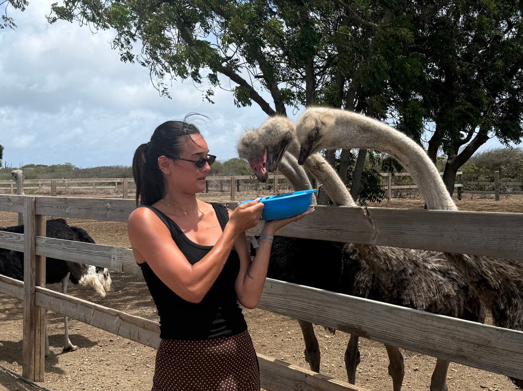Curacao Ostrich Farm-库拉索必去景点