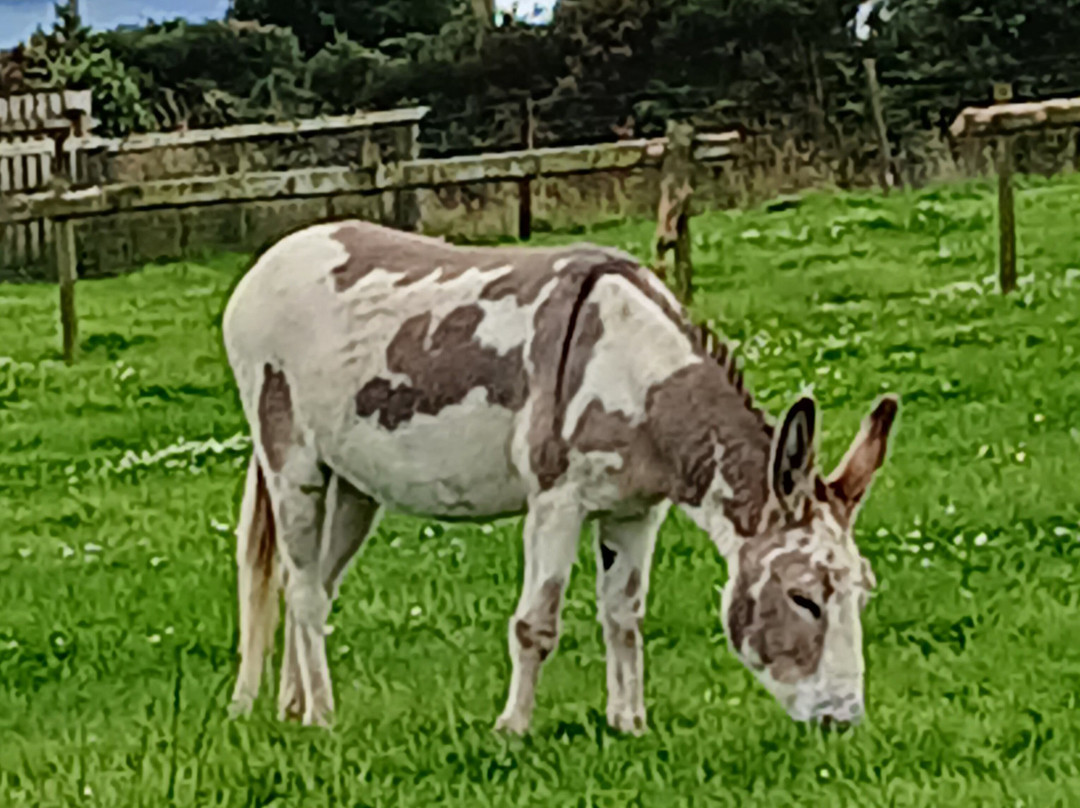 Donegal Donkey Sanctuary-Raphoe必去景点