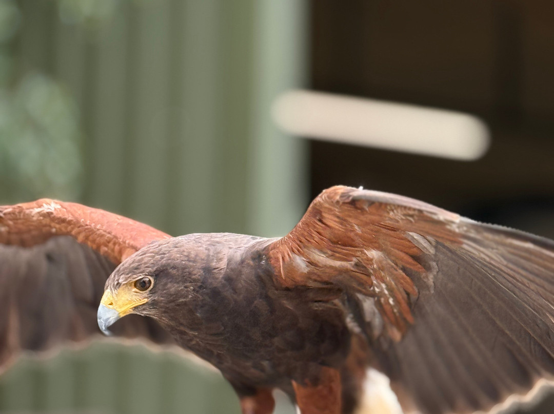 Hawkeye School of Falconry-基尔肯尼必去景点