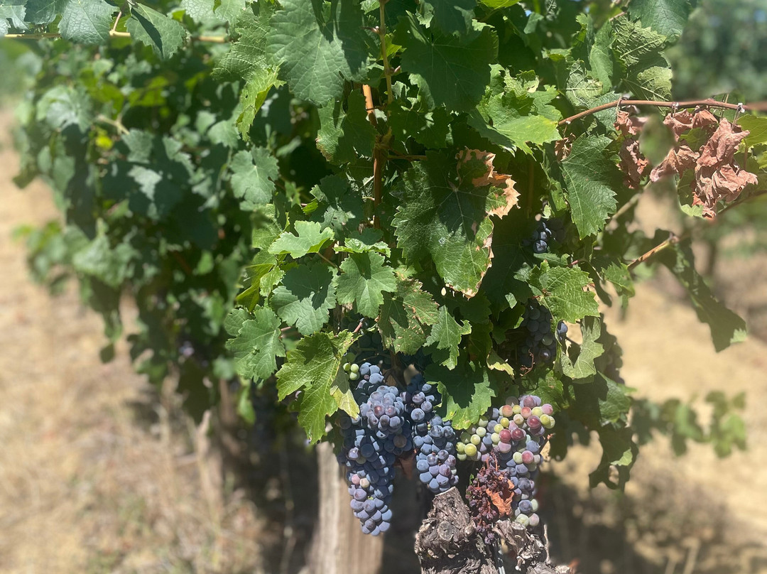 Domaine de La Higuere , Vignobles Esquiro-Mirepoix必去景点