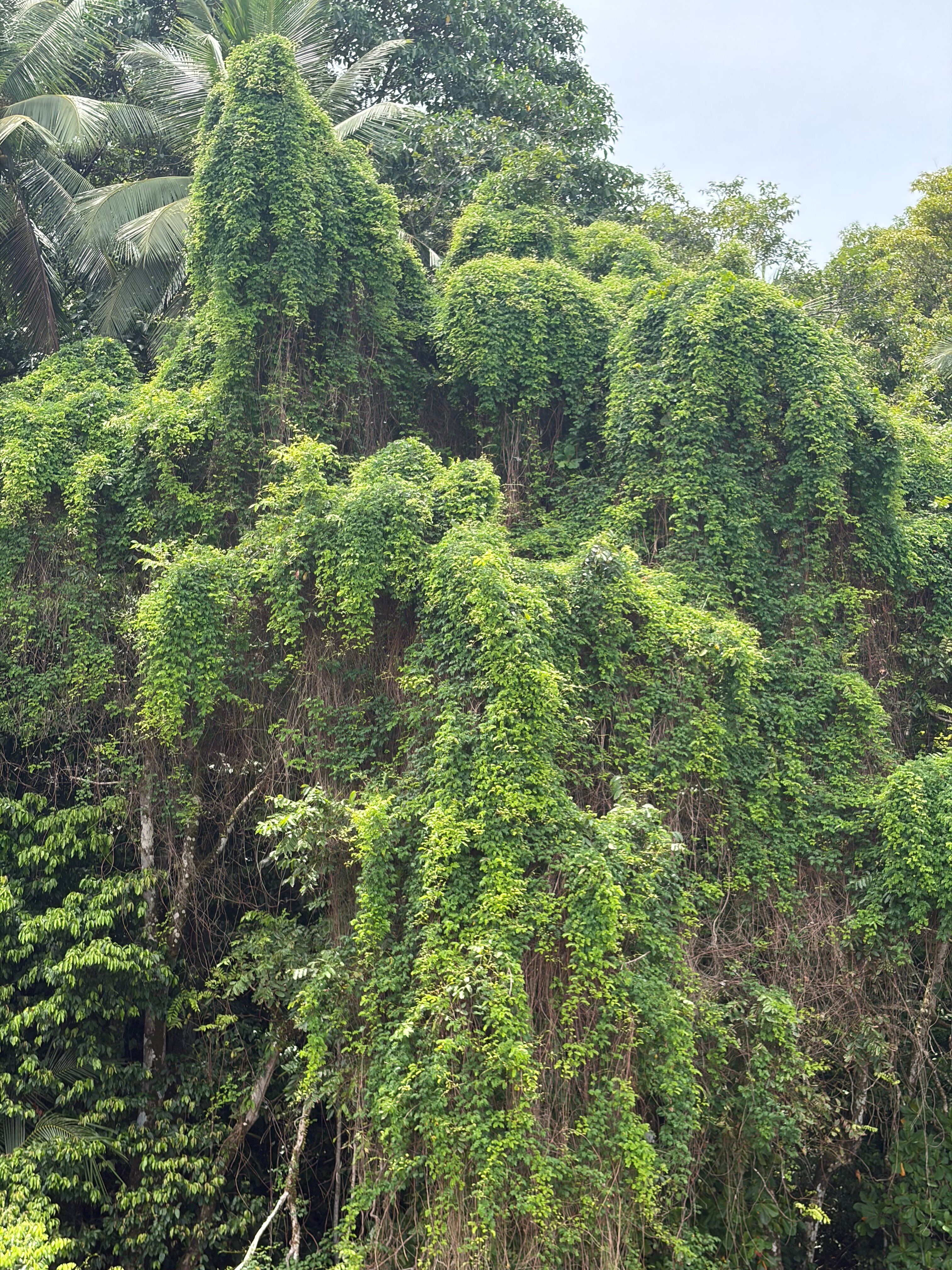罗兰戈尔菲托度假酒店-旅行者
