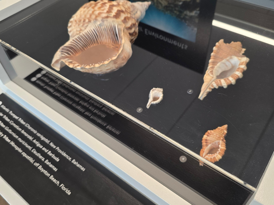 The Bailey-Matthews National Shell Museum & Aquarium-萨尼贝尔岛必去景点