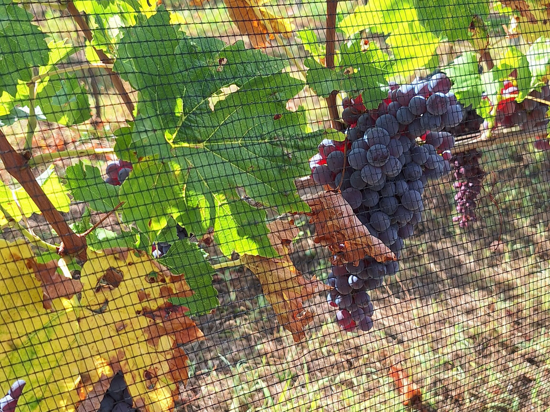 Podere Dei Folli-Polpenazze del Garda必去景点