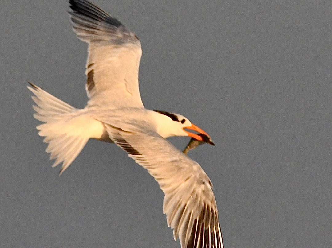 Salt Marsh Safari The Skimmer-Stone Harbor必去景点