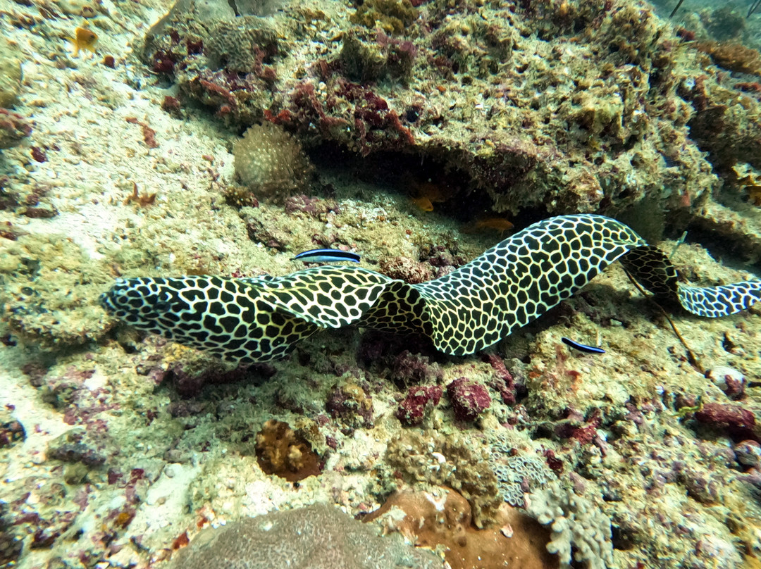 Himmafushi Scuba Adventure-Himmafushi Island必去景点