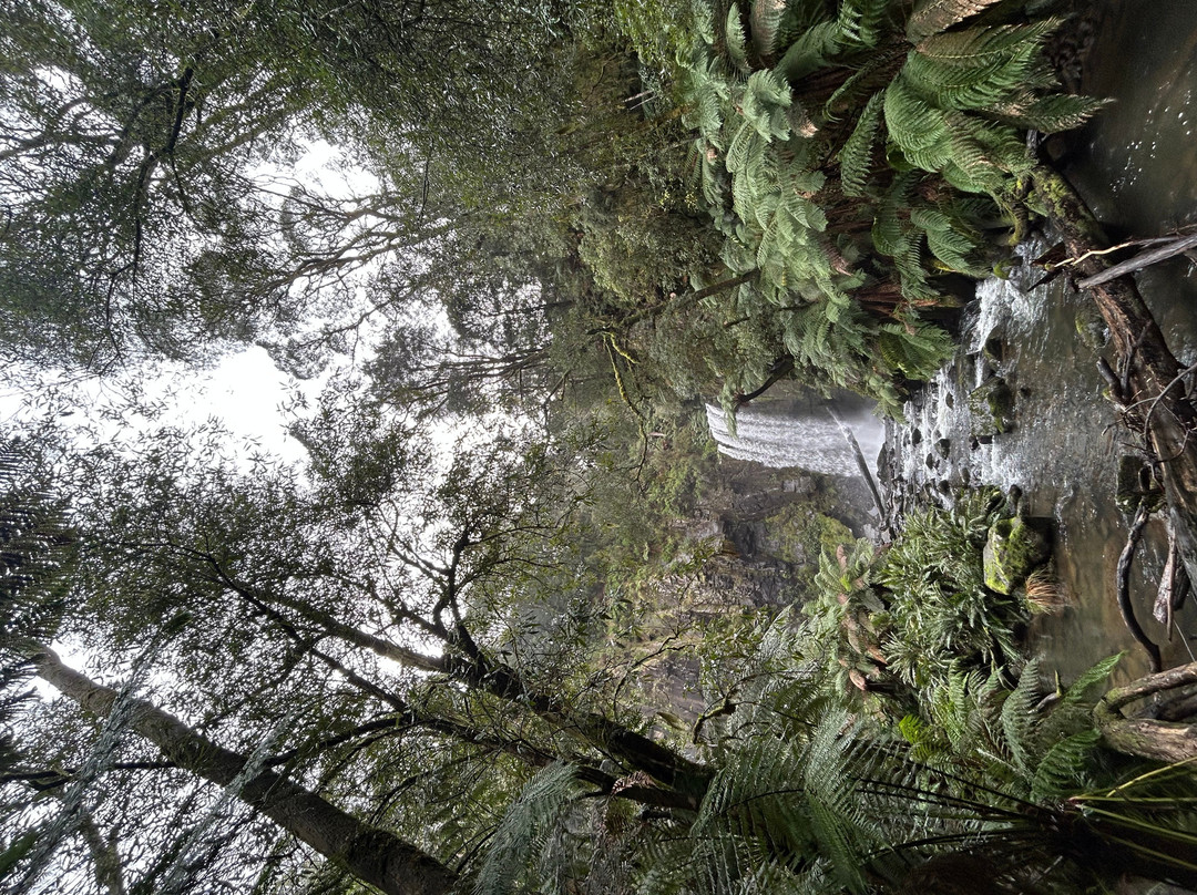 Hopetoun Falls-Beech Forest必去景点