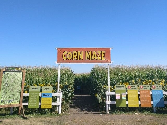 Edmonton Corn Maze-斯普鲁斯格罗夫市必去景点