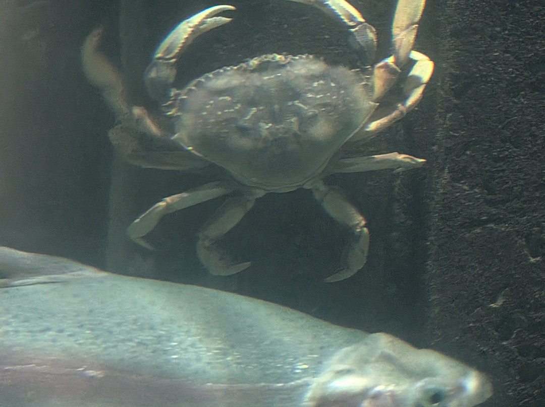 Seaside Aquarium-锡赛德必去景点