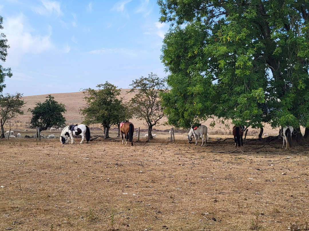 Springhill Farm Riding Stables-奥斯沃斯特必去景点