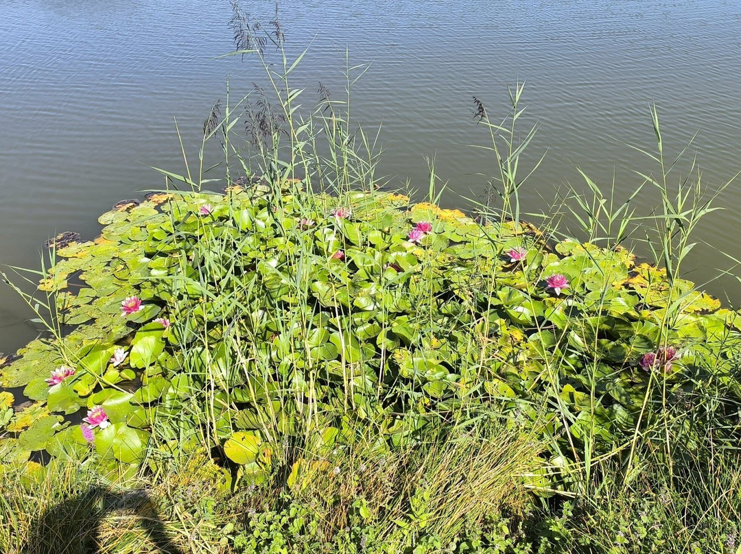 Lac des Dronieres-Cruseilles必去景点