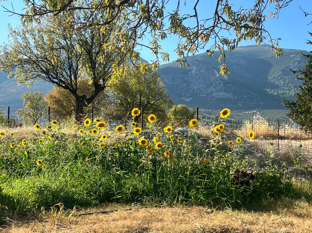 Evia Tours & Cruises-Khalkis必去景点