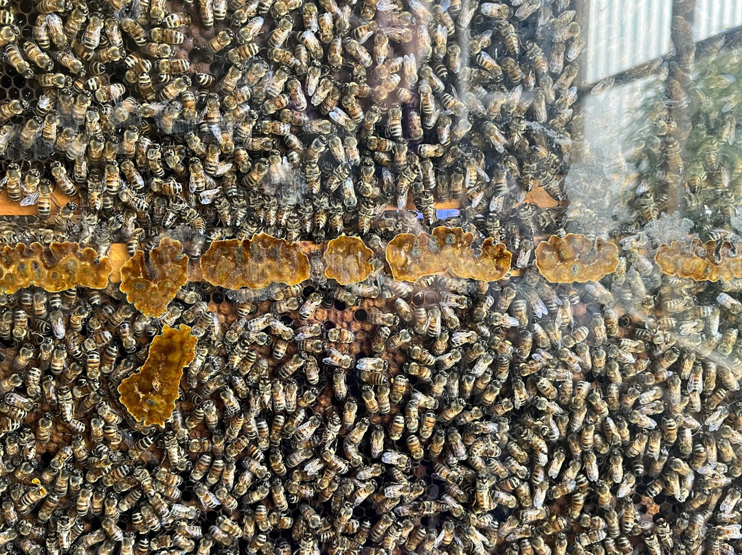 Clifford's Honey Farm-金斯科特必去景点