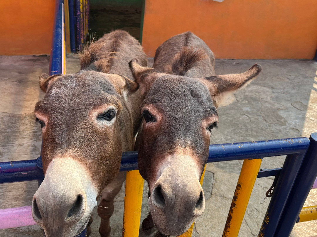 Batu Secret Zoo (Jawa Timur Park 2)-巴图必去景点