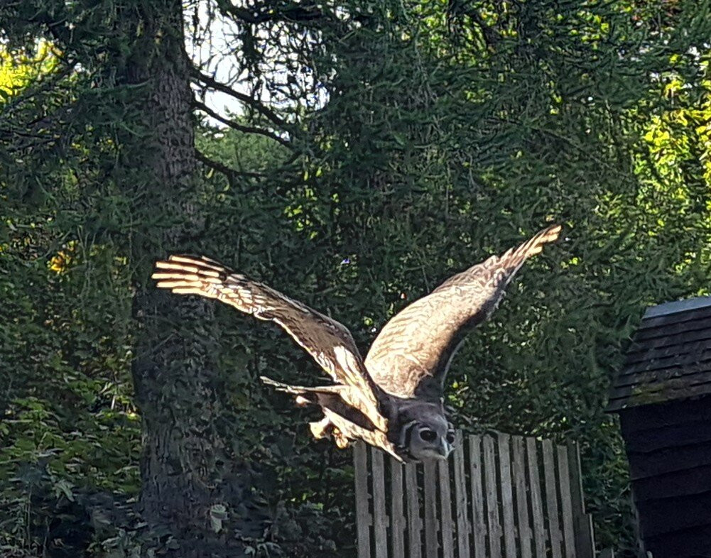 Blair Drummond Safari & Adventure Park-斯特灵必去景点