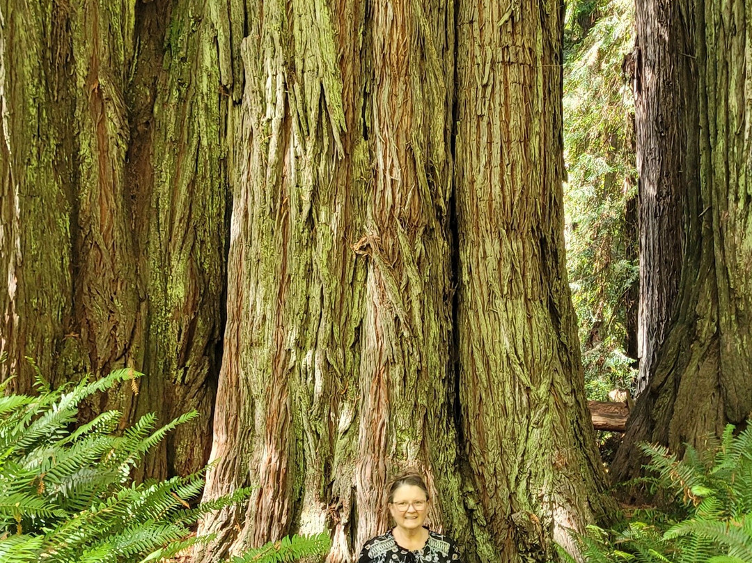 Big Tree-Orick必去景点
