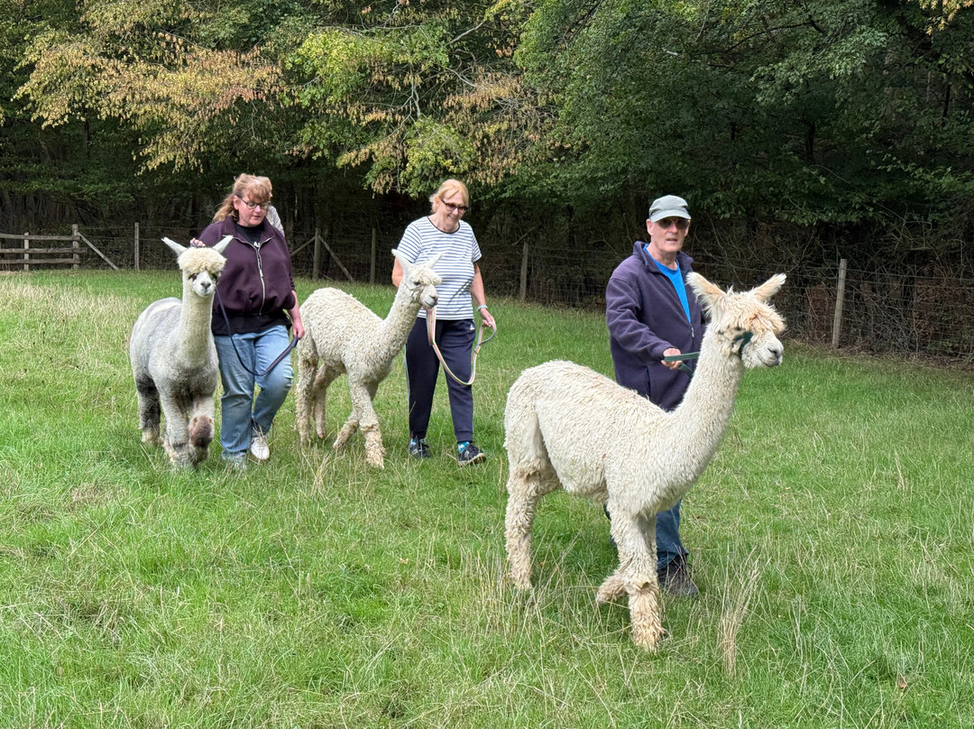 Alpaca Walking - With Spring Farm Alpacas-Fletching必去景点