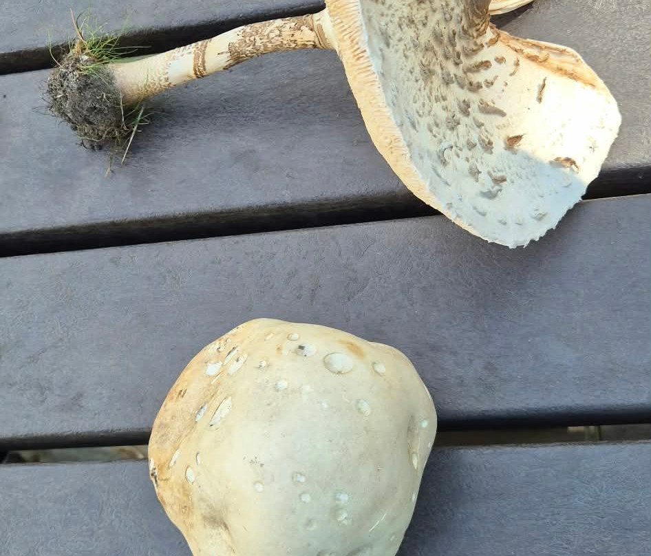 Wild Food Uk-Byford必去景点