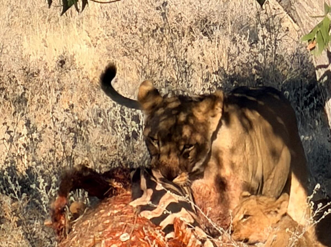 Etosha National Park-Okaukuejo必去景点