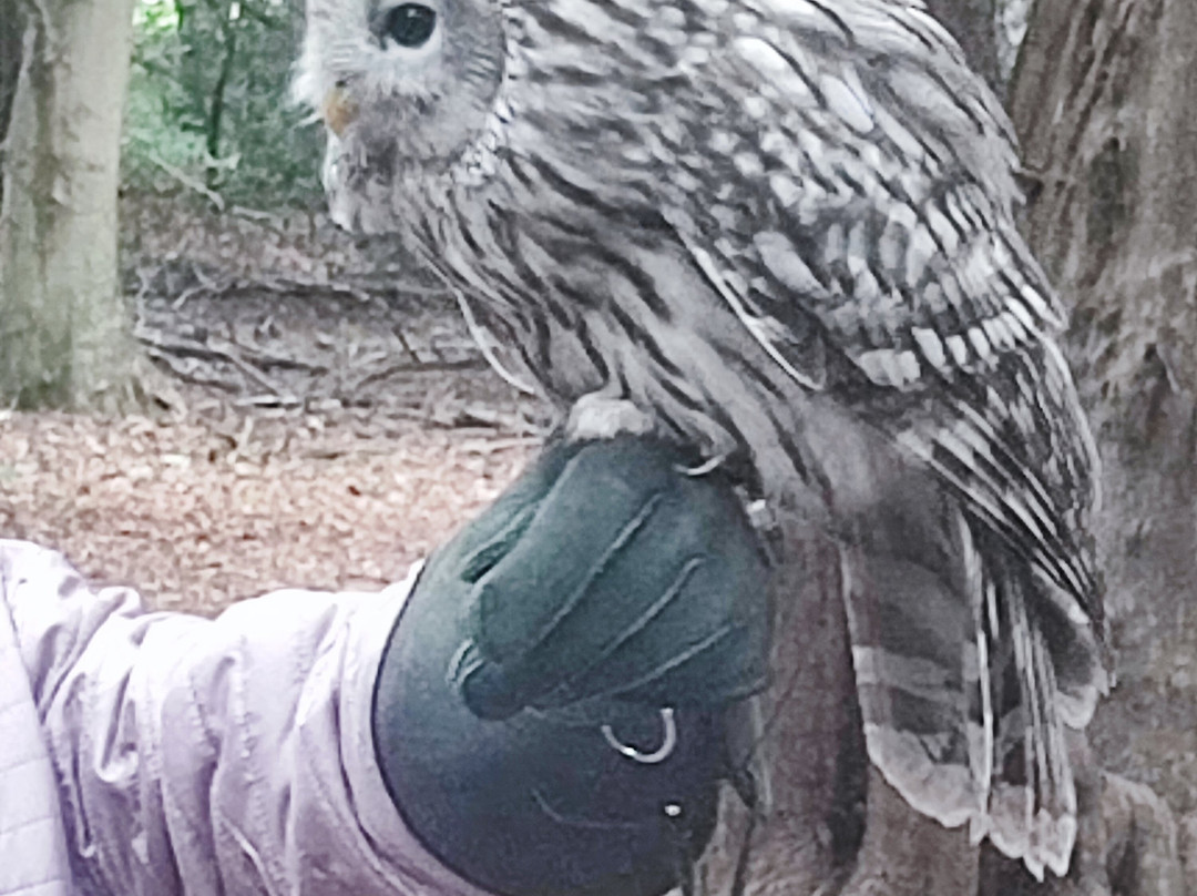 Bird of Prey Experiences - Hawkeye Falconry UK-Thoresby必去景点