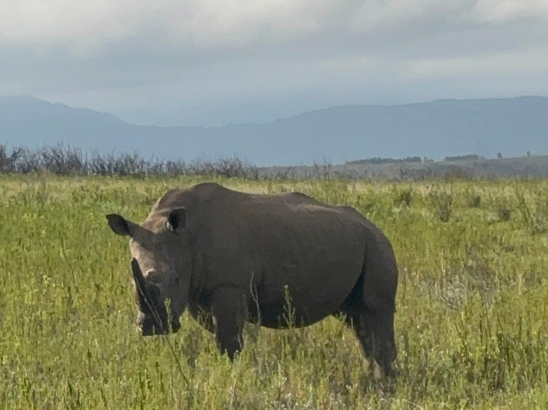 Lush African Safaris-Randpark Ridge必去景点