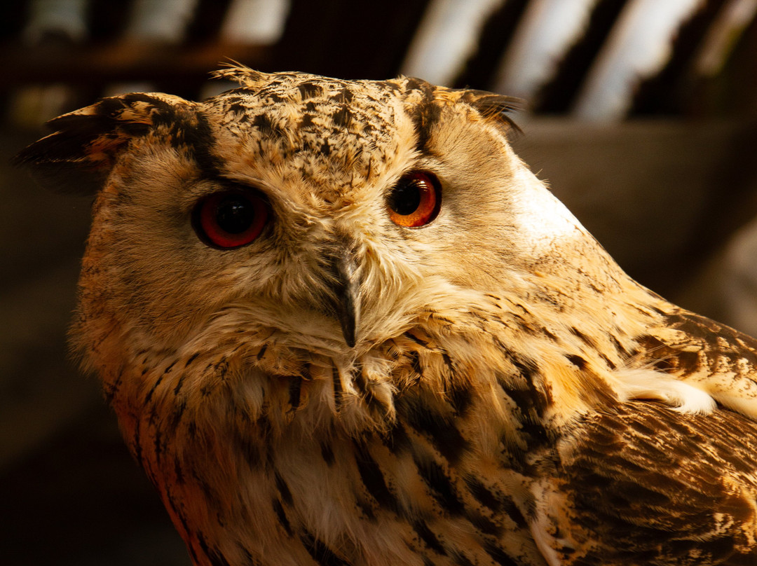 Totnes Rare Breeds Farm-托特尼斯必去景点