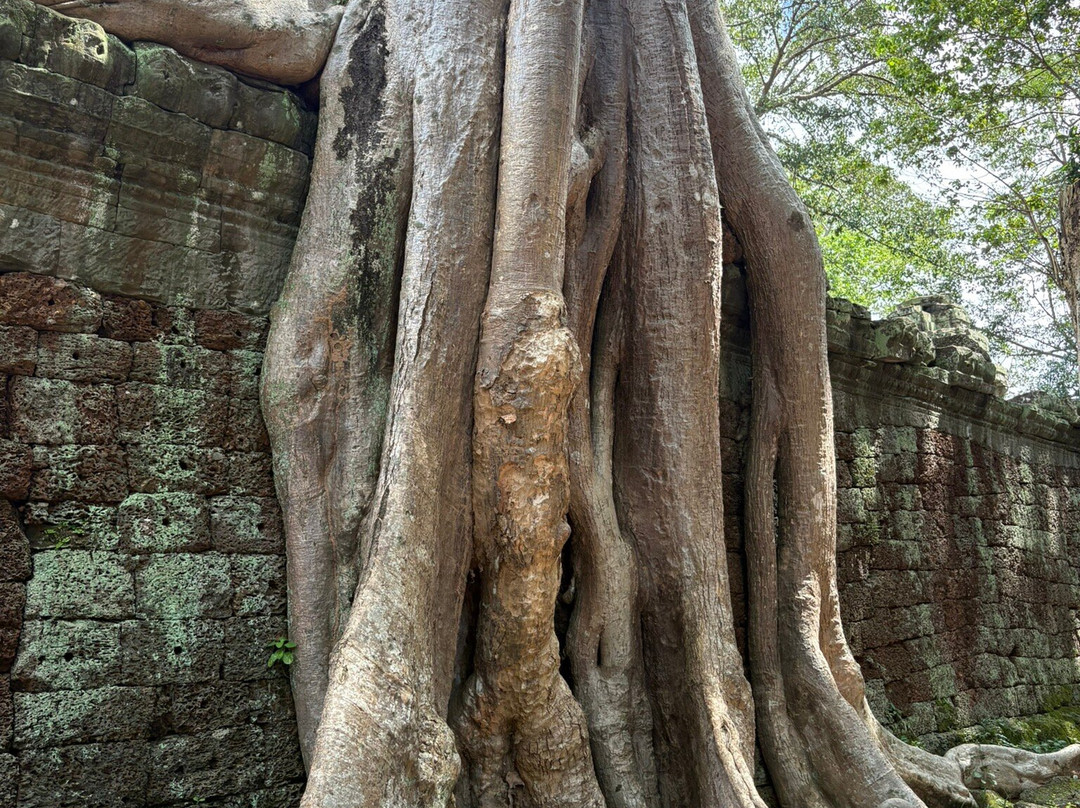 Jimmy  Private Angkor Guide & Driver-暹粒必去景点