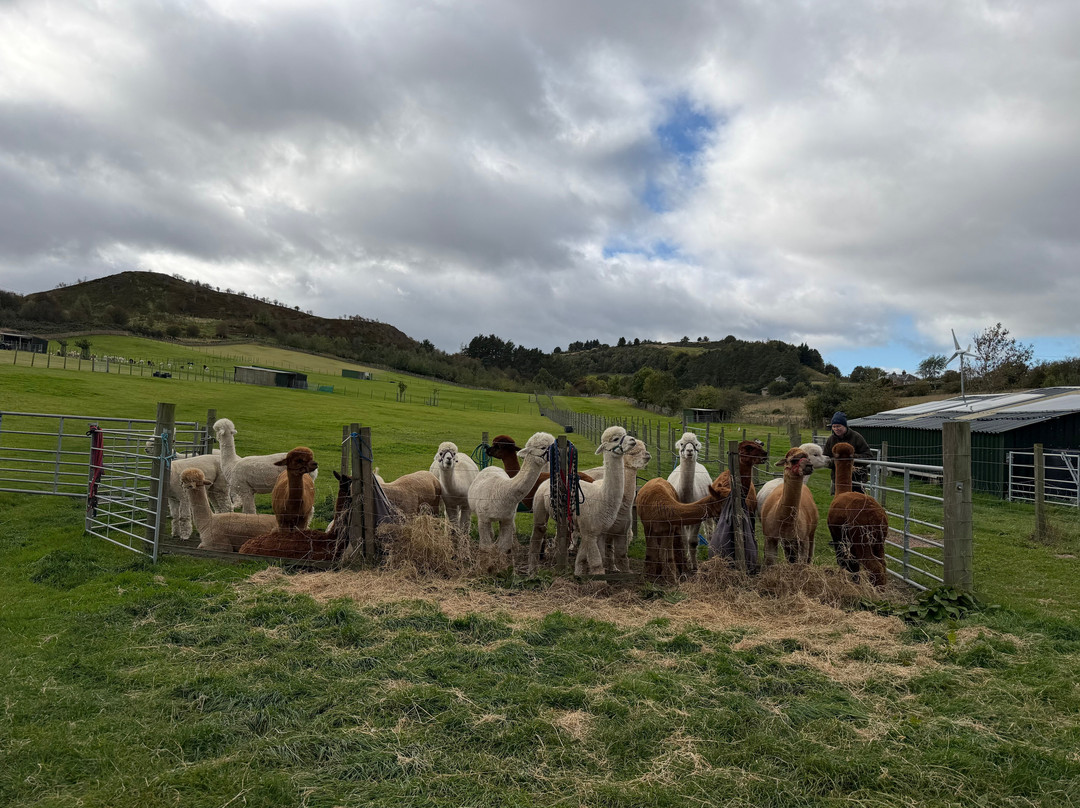 BobCat Alpacas-爱丁堡必去景点