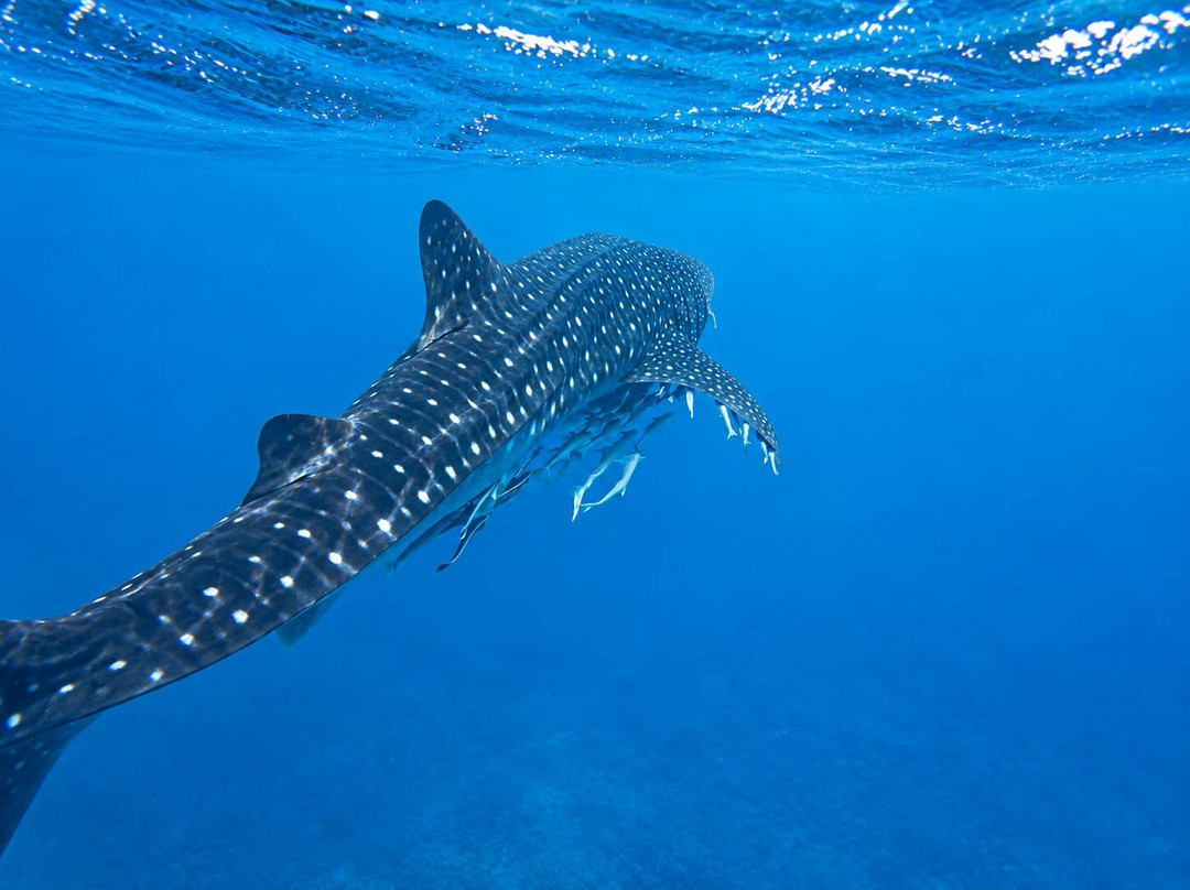 Ningaloo Discovery Whale Shark Tours-埃克斯茅斯必去景点