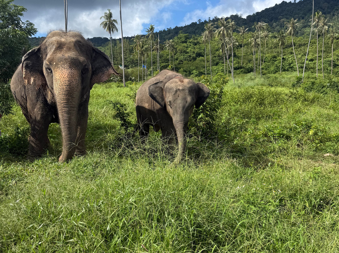 Samui Elephant Sanctuary-波普特必去景点