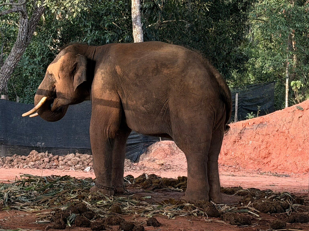 Elephant Freedom Village-清迈必去景点