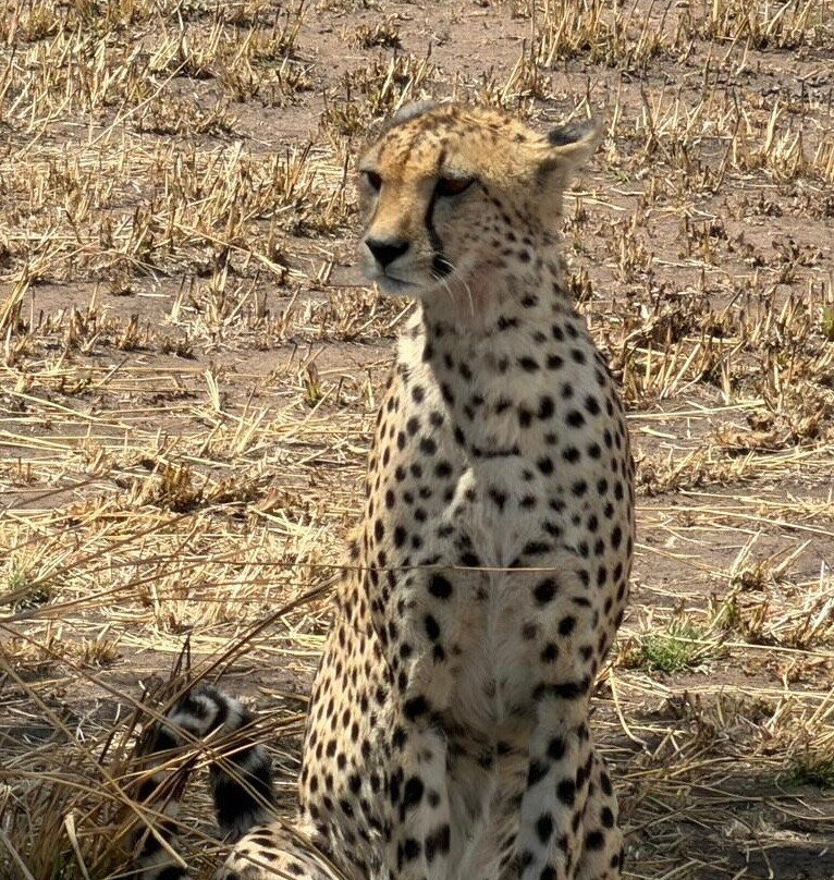Predators Safari Club-阿鲁沙必去景点