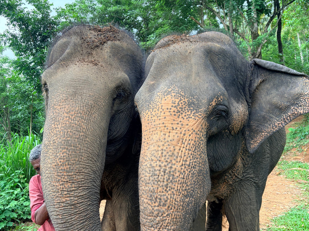 Elephant Freedom Project-凯格勒 必去景点
