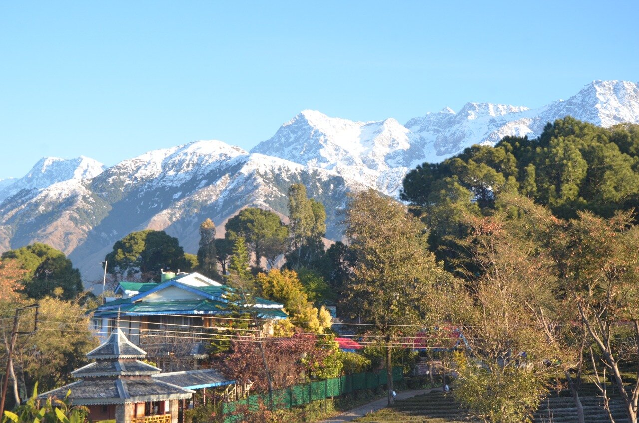 Royal Green Buds-官方